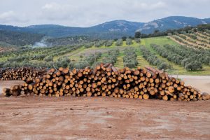 anti-deforestation 